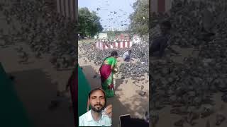 कितने कबूतर है भाई ।shorts shortsvideos viralsong treaction [upl. by Terrab960]