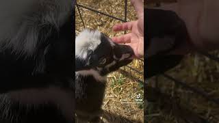 Baby Goat Sucks on Finger babygoat babygoats goat goats goat🐐 suck finger [upl. by Aiceila]