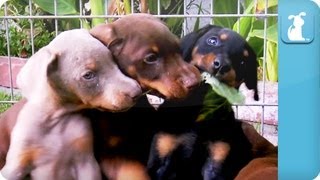 Doberman Puppies  Puppy Love [upl. by Chabot867]