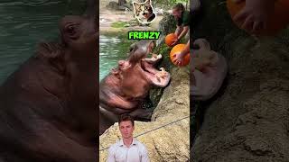 HIPPO vs CROC Whos the REAL King of the Wild theanimalgaze lion wildlifechronicles facts [upl. by Eelnyl]