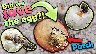 Hognose Snakes Hatching Did our quotPatchedquot egg hatch [upl. by Tannen]