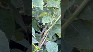 Wait wait amazing hunting for Lizards 🦎 youtubeshorts animals [upl. by Stier]