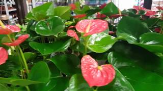 Best care for the Anthurium Plant  Donna Joshi [upl. by Noned]