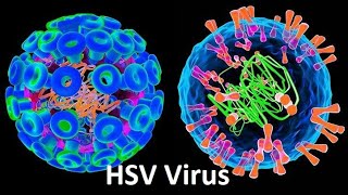 Herpes Simplex Virus HSV Types Symptoms and Effective Treatments [upl. by Assenahs]