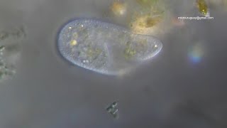 Paramecio comiendo  Paramecium eating [upl. by Anyat]