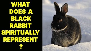 WHAT DOES A BLACK RABBIT SPIRITUALLY REPRESENT [upl. by Nierman]