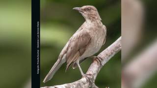 Guía Sonora de Aves  Alto San Miguel Turdus ignobilis Mayo [upl. by Loggia539]