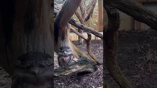 Tawny Frogmouth  Caversham wildlife perth australia exploreaustralia australianbirds shorts [upl. by Wylma]