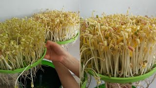 Automatic Sprouter Machine Review  Bean Sprouts Machine [upl. by Annovahs]