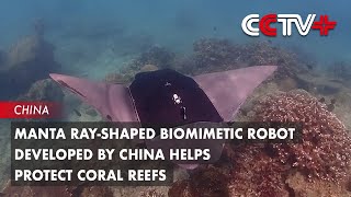 Manta RayShaped Biomimetic Robot Developed by China Helps Protect Coral Reefs [upl. by Giffer875]