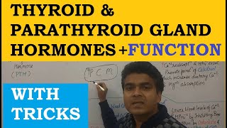 Thyroid Hormone Function  Thyroid Hormone Hindi  Parathyroid Hormone Function  Endocrine System [upl. by Thibaut725]