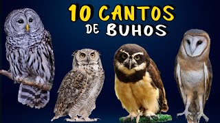 ¡MISTERIOSOS CANTOS NOCTURNOS de Buhos de Mexico 😨 Aves que Cantan de Noche 🦉🎶 [upl. by Vivie]