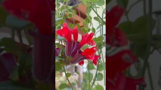 Lipstick plant for sale malappuram8606386934 [upl. by Nanice385]