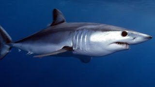 Facts The Mako Shark [upl. by Emina862]