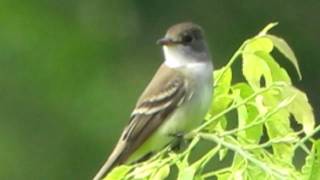 Willow Flycatcher calling [upl. by Sej272]