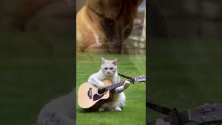 Musical moments with my talented feline 🎸🐾 CatMusician FelineTalent GuitarCat MusicLover [upl. by Iggam]