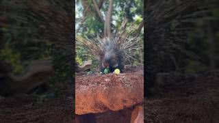 JEŻOZWIERZ AFRYKAŃSKI Oasis Park zwierzęta Hystrixcristata wyspykanaryjskie fuerteventura [upl. by Nnylear21]