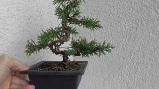 Bonsai juniperus [upl. by Dagmar]