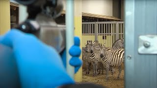 Behandeling zebra  Burgers Zoo Natuurlijk  Arnhem [upl. by Gebhardt]