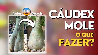 Solução milagrosa para o CÁUDEX MOLE nas Rosas do Deserto [upl. by Deana98]