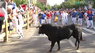 Encierro Tafalla 16082023  Ganadería Rosa Rodríguez  Fiestas de Tafalla [upl. by Adnert]