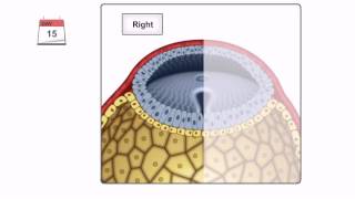 General Embryology  Detailed Animation On Gastrulation [upl. by Anatollo]