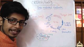 Crispr Cas9 Genome Editing System [upl. by Airamzul850]