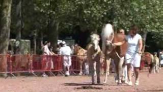 NIVELLES  Foire Agricole 2009  Concours de chevaux de race Haflinger [upl. by Eelatsyrc]