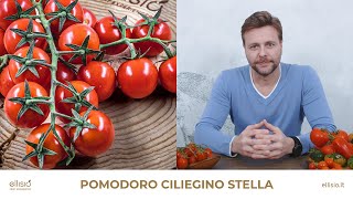 Ellisio  Alla scoperta del Pomodoro Ciliegino Stelle [upl. by Nanni587]