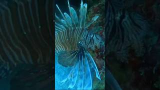 Why Lionfish Are Taking Over OCEANS and What We Can Do [upl. by Neztnaj]