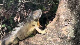 GIANT IGUANA SPOTTED [upl. by Jeralee]