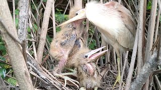 Amazing Bittern Bird Feeding Chicks [upl. by Eelyac632]