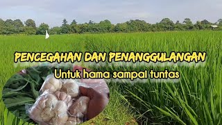 PESTISIDA NABATI DARI DAUN PAPRIKA DAN BAWANG PUTIH [upl. by Altis944]