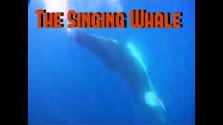 Whale sounds The singing whale  humpback whale sound [upl. by Narbig]