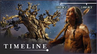 The Oldest Living Thing In The World The Mysterious Methuselah Tree  Oldest Tree  Timeline [upl. by Bobbe]