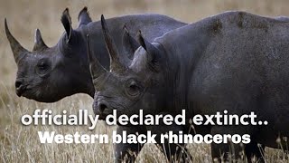 Western black rhinoceros officially declared Extinct [upl. by Lednam801]