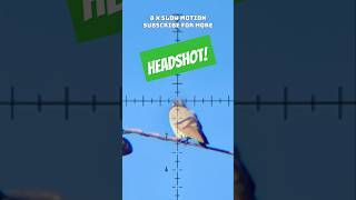 Unreal Accuracy  Headshot  FX DRS Classic  FX Airguns  Best PCP Airguns in the world [upl. by Hagerman]