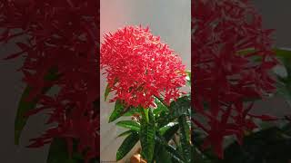 Ixora Flowers  Rubiaceae Family plantscience4u [upl. by Ailana]