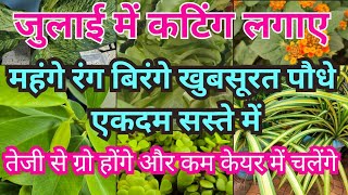 जुलाई में महंगे पौधे एकदम सस्ते में लगा ले  Grow These 10 Plants from Cuttings in Rainy Season [upl. by Quarta]