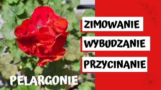 Jak zimować wybudzać i przycinać pelargonie 🌸✂️ [upl. by Ytinav]