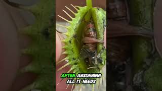 This Carnivorous Plant Devours Frogs and Lizards [upl. by Ferree562]