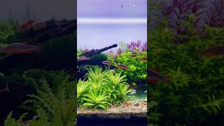 Bookshelf Aquarium  Galaxy rasbora fish  Nano aquarium  Aquascape [upl. by Ikkir]