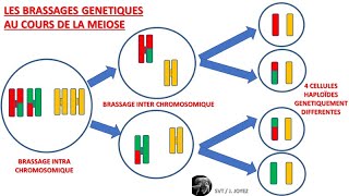 Méiose et brassages génétiques inter et intra chromosomiques crossing over [upl. by Merwyn]