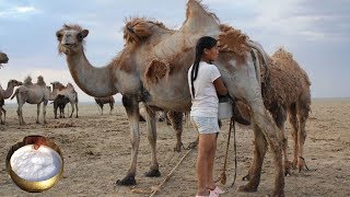 1 महीने लगातार ऊंटनी का दूध पीने के फायदे आपको हैरान कर देंगे। Camel Milk Benefits  Gyan Ki Baatein [upl. by Bazil503]