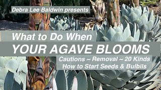 When Your Agave Blooms Cautions Removal 20 Kinds How to Start Seeds and Bulbils [upl. by Cosimo]