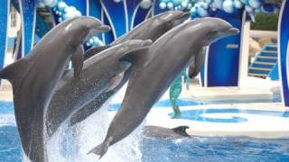 The Complete 2010 SeaWorld quotBlue Horizonsquot Dolphin Show [upl. by Harry]