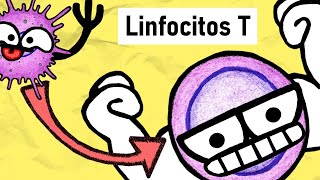 LINFOCITOS T  Activación Subpoblaciones y Funciones [upl. by Cirilla]