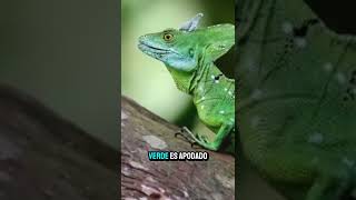 Lagarto muy especial [upl. by Morrie]