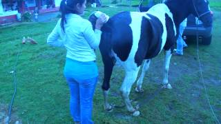 Inseminacion Artificial Yegua Pinta [upl. by Atlee925]