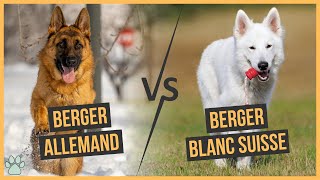 Berger Allemand Vs Berger Blanc Suisse  Comparaison [upl. by Ailaza]